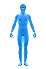 Man, Body of Human Male, 3D