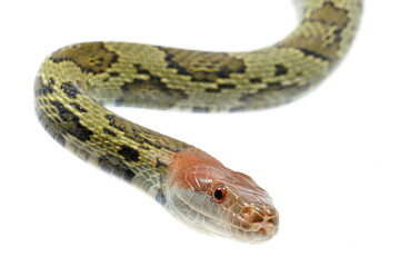Moellendorf's rat snake (Elaphe moellendorffi) on a white background