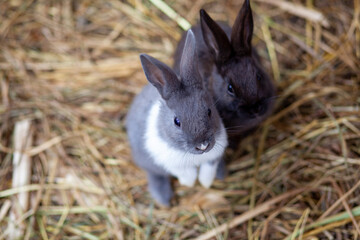 Small fluffy rabbits in the pen are eating food from a cup. There is a litter of hay in the pen. Rabbits are like a pet. Household management