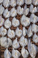 Indonesian salted fish dried on the beach. Food preservation, anchovies are fish that are preserved in dry salt and thus preserved for later eating.
