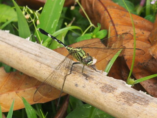 Green DragonFly