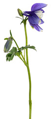 Fototapeta na wymiar Side view of Columbine flower aka Aquilegia coerulea on stem. Isolated on a white background.