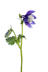 Side view of Columbine flower aka Aquilegia coerulea on stem. Isolated on a white background.