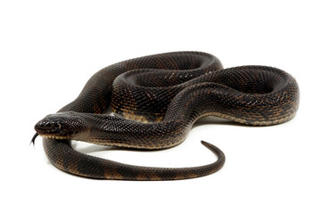 Black Pinesnake (Pituophis melanoleucus lodingi) on a white background