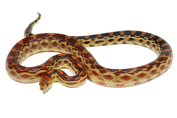 Cape gopher snake (Pituophis vertebralis) on a white background