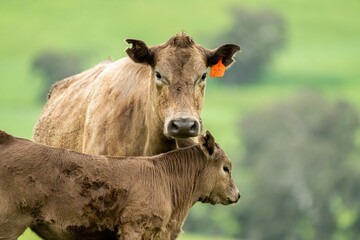 Cows in a field, grazing on pasture, in Australia