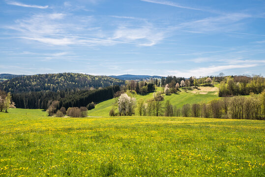 Landschaft im bayerischen Wald mit Blick zu dem Funkturm Brotjacklriegel mit einer Blumenwiese im Vordergrund, Deutschland