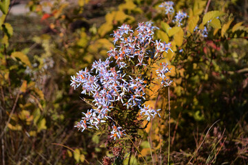 
blue wildflowers