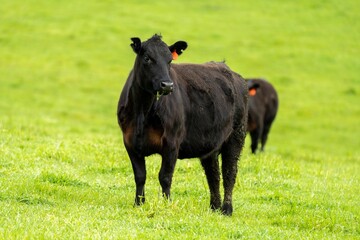 Cows in a field, grazing on pasture, in Australia