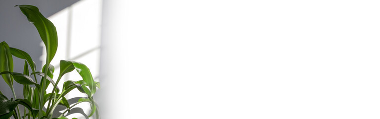 Eucharis green leaves for composition design. Plant in pot tropical leaves background on grey background. Daylight, harsh shadows