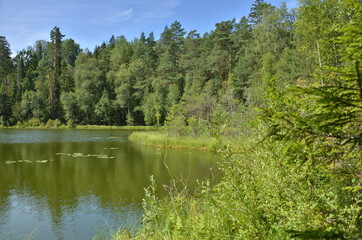 Green forest surrounding a lake in Belarus 
