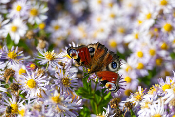 European peacock butterfly (Aglais io) sitting on Spanish Daisy in Zurich, Switzerland