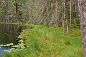 Lake in the woods