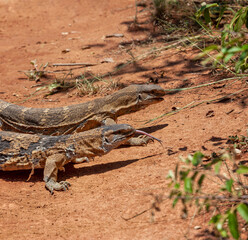 rock monitor lizard