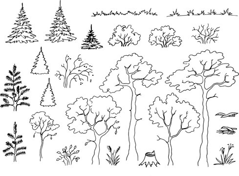 Set of forest plants coniferous and deciduous	
