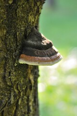 hub, arboreal mushroom, macro, Europe