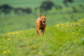 Beautiful dogs playing on a farming Australia