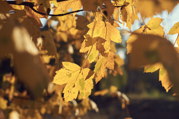 Beautiful autumn leaves on the tree