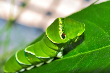 アゲハチョウの幼虫