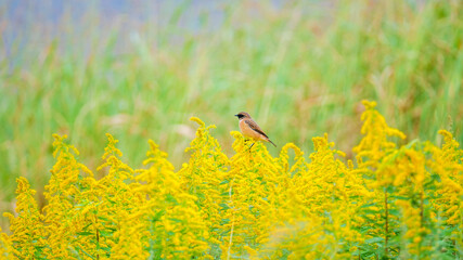 セイタカアワダチソウとノビタキ