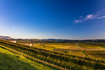 Fototapeta na wymiar Colorful sunset in the vineyards at the border between Italy and Slovenia