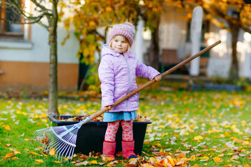 Little toddler girl working with rake in autumn garden or park. Adorable happy healthy child having fun with helping of fallen leaves from trees. Cute helper outdoors. child learning help parents - obrazy, fototapety, plakaty