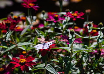 Beautiful butterfly on the flower in a garden