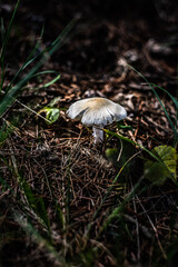 White mushroom in the forest