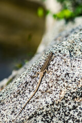 Lettle lizard reptile