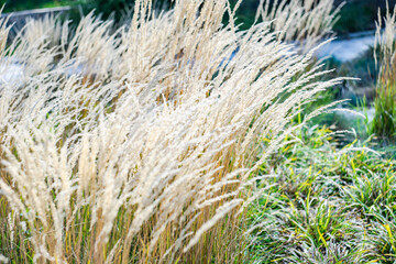 Dry grass as a natural background