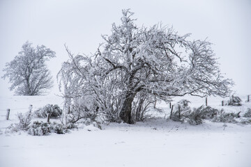 Arbre 1