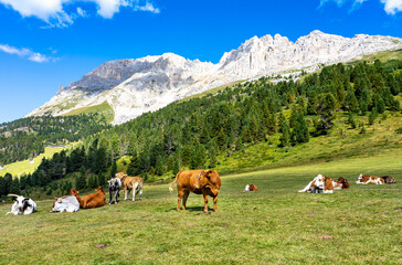 Fototapeta na wymiar Weide mit Kühen an den Südtiroler Dolomiten: Panoramablick auf den Latemar