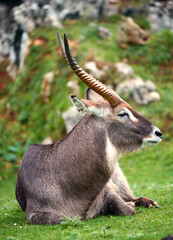 Large water buck lying on the grass