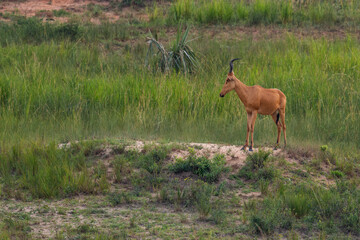 Jackson's Hartebeest - Alcelaphus buselaphus lelwel, large antelope from African savannahs, Murchison falls National Park, Uganda.