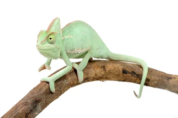 Foto auf Acrylglas Veiled chameleon 'Chamaeleo calyptratus) on a white background © Florian