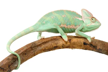 Foto op Aluminium Veiled chameleon 'Chamaeleo calyptratus) on a white background © Florian