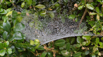 spider web with dew drops