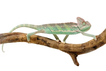 Tuinposter Veiled chameleon 'Chamaeleo calyptratus) on a white background © Florian