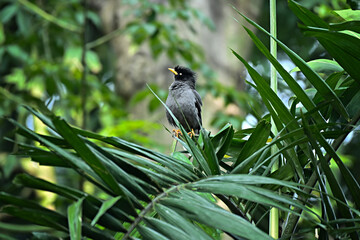 blackbird on a branch
