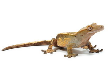 Crested gecko (Correlophus ciliatus) on a white background
