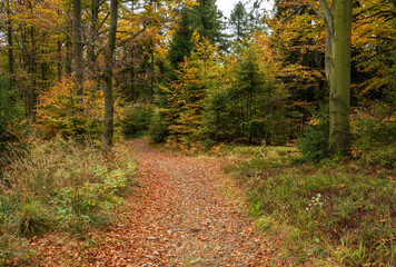 The forest on top of Równica in Ustroń in autumn 