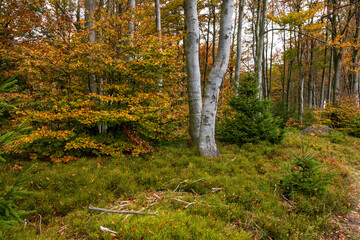 The forest on top of Równica in Ustroń in autumn  - obrazy, fototapety, plakaty