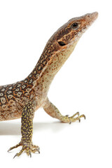 Timor monitor (Varanus timorensis) on a white background