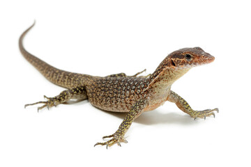 Timor monitor (Varanus timorensis) on a white background