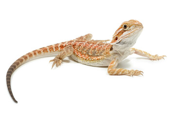 Naklejka premium Bearded Dragon (Pogona vitticeps) on a white background