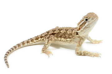 Naklejka premium Bearded Dragon (Pogona vitticeps) on a white background
