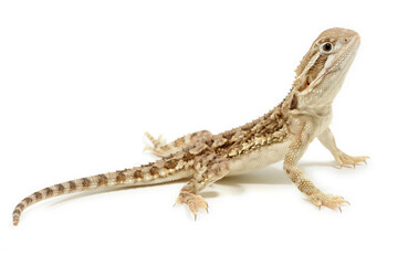 Bearded Dragon (Pogona vitticeps) on a white background