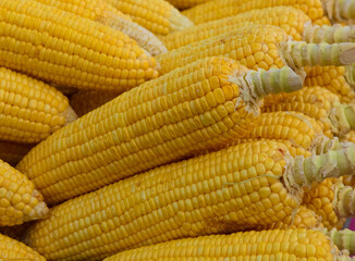 closeup fresh corn in the local market in Thailand