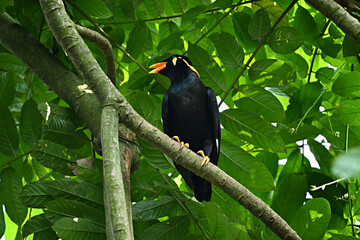 red winged blackbird