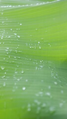 water droplets on green leaves  background  banana leaf